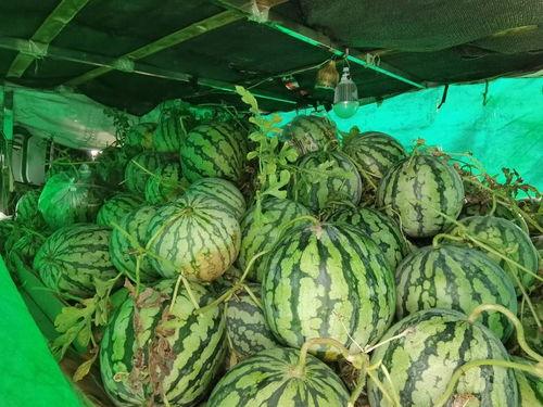 广西工业吃瓜,瓜果飘香下的产业盛宴