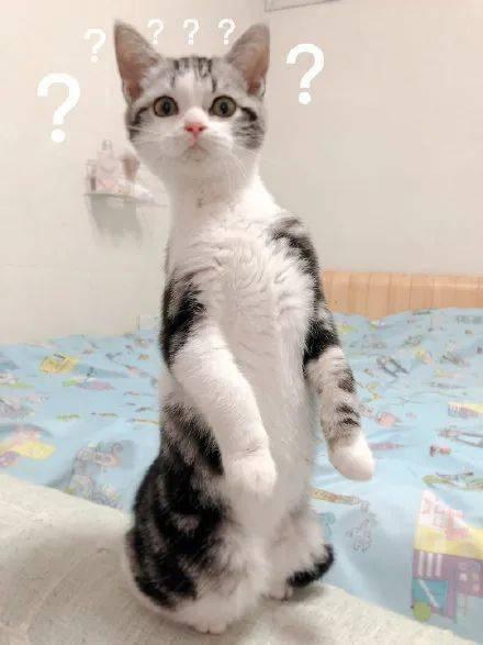 吃瓜的呆猫,揭秘娱乐圈那些不为人知的幕后故事