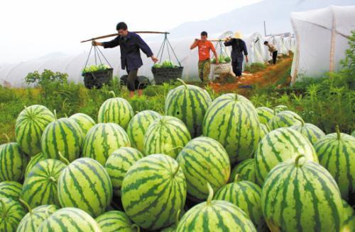 种西瓜吃瓜群众,种西瓜，吃瓜群众乐翻天
