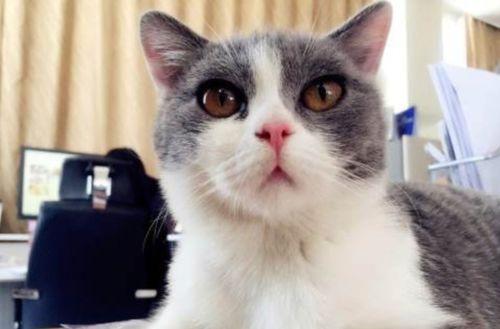 吃瓜的猫英短,吃瓜小能手英短猫的趣味日常