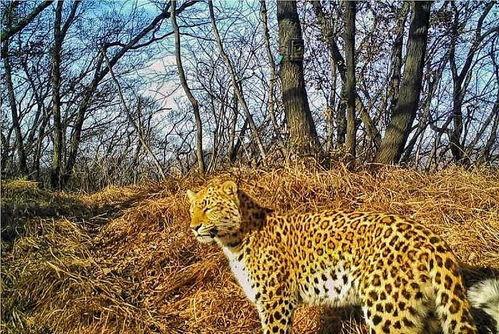 金钱豹网红图,揭秘野生动物的时尚魅力