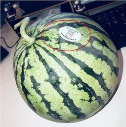 网红吃瓜视频在哪里找