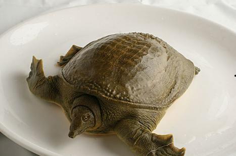 甲鱼吃瓜,探索瓜果的独特风味